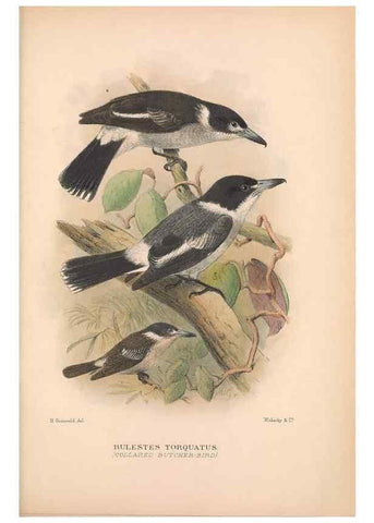 Reproducción/Reproduction 48684875301: The Birds of Australia. London :Witherby & Co.,1910-1927.. 
