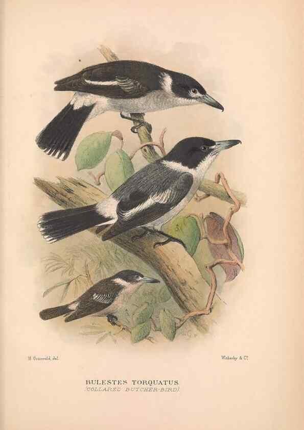 Reproducción/Reproduction 48684875301: The Birds of Australia. London :Witherby & Co.,1910-1927.. 