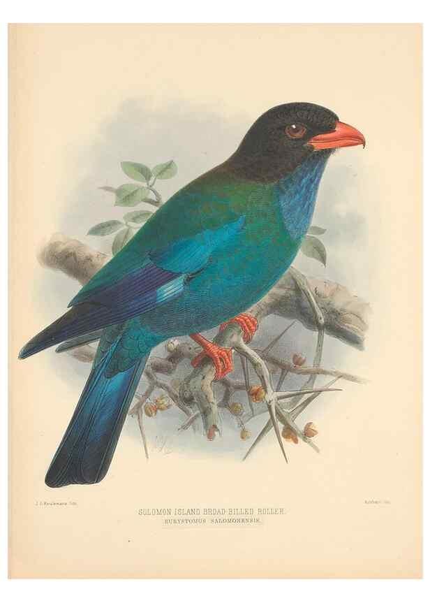 Reproducción/Reproduction 48706591762: A monograph of the Coraciidae, or family of the rollers.. Kent,The author,1893.. 