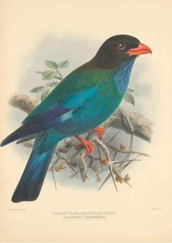 Reproducción/Reproduction 48706591762: A monograph of the Coraciidae, or family of the rollers.. Kent,The author,1893.. 