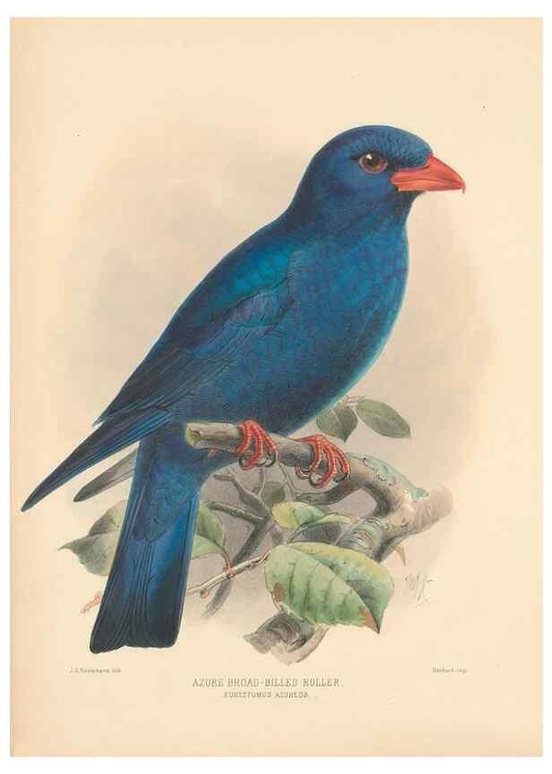 Reproducción/Reproduction 48706592157: A monograph of the Coraciidae, or family of the rollers.. Kent,The author,1893.. 
