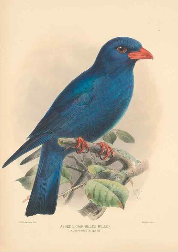 Reproducción/Reproduction 48706592157: A monograph of the Coraciidae, or family of the rollers.. Kent,The author,1893.. 