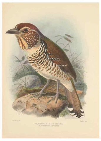 Reproducción/Reproduction 48706592592: A monograph of the Coraciidae, or family of the rollers.. Kent,The author,1893.. 
