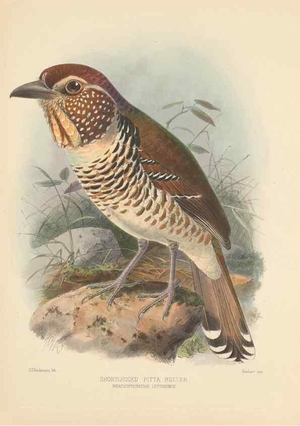 Reproducción/Reproduction 48706592592: A monograph of the Coraciidae, or family of the rollers.. Kent,The author,1893.. 