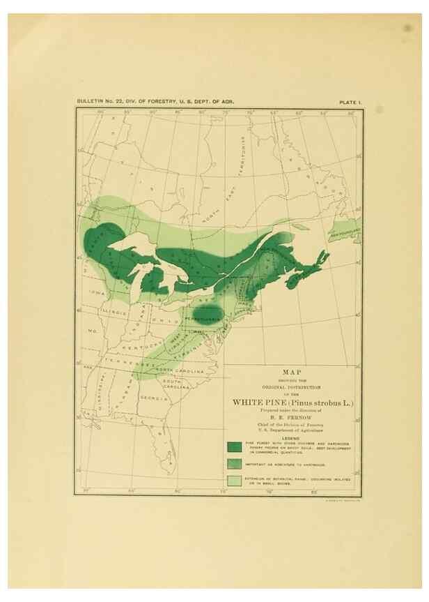 Reproducción/Reproduction 48716801547: The timber pines of the southern United States,. Washington,Govt. Print. Off.,1896.. 
