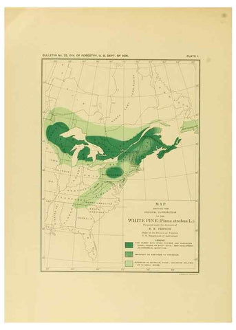 Reproducción/Reproduction 48716801547: The timber pines of the southern United States,. Washington,Govt. Print. Off.,1896.. 