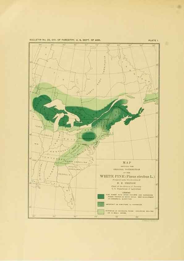 Reproducción/Reproduction 48716801547: The timber pines of the southern United States,. Washington,Govt. Print. Off.,1896.. 