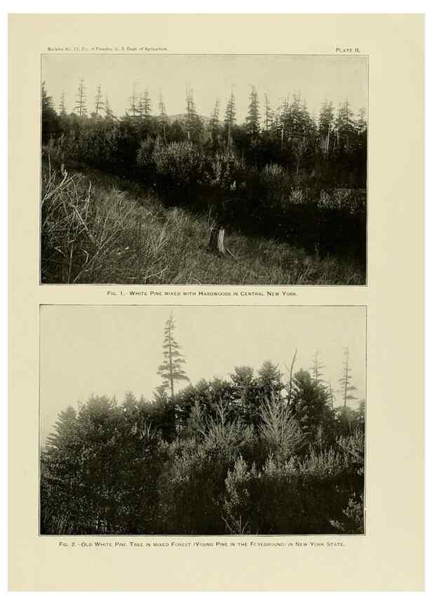 Reproducción/Reproduction 48716801827: The timber pines of the southern United States,. Washington,Govt. Print. Off.,1896.. 