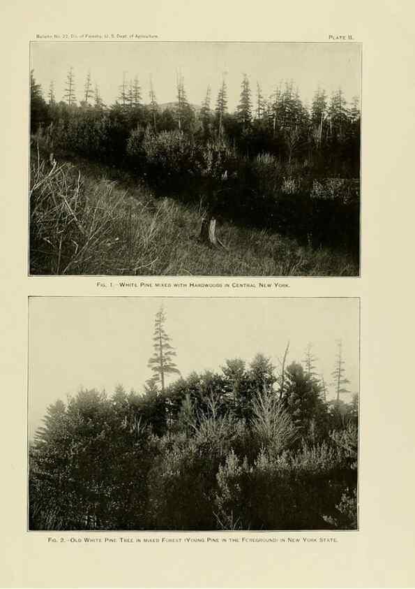 Reproducción/Reproduction 48716801827: The timber pines of the southern United States,. Washington,Govt. Print. Off.,1896.. 