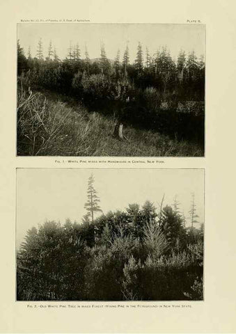 Reproducción/Reproduction 48716801827: The timber pines of the southern United States,. Washington,Govt. Print. Off.,1896.. 