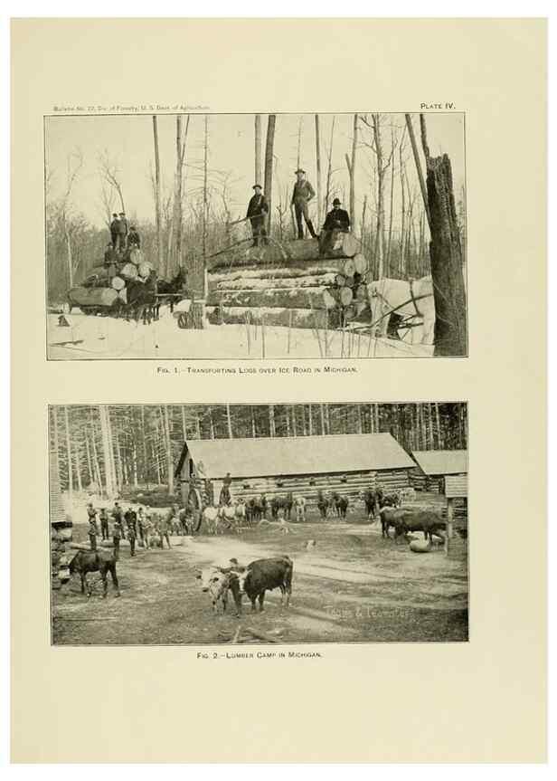 Reproducción/Reproduction 48716802512: The timber pines of the southern United States,. Washington,Govt. Print. Off.,1896.. 
