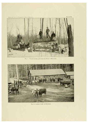 Reproducción/Reproduction 48716802512: The timber pines of the southern United States,. Washington,Govt. Print. Off.,1896.. 