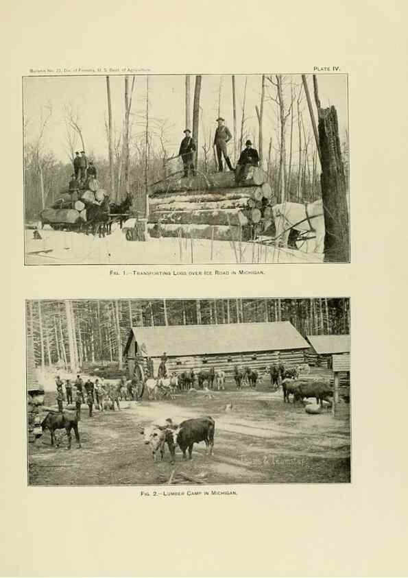 Reproducción/Reproduction 48716802512: The timber pines of the southern United States,. Washington,Govt. Print. Off.,1896.. 