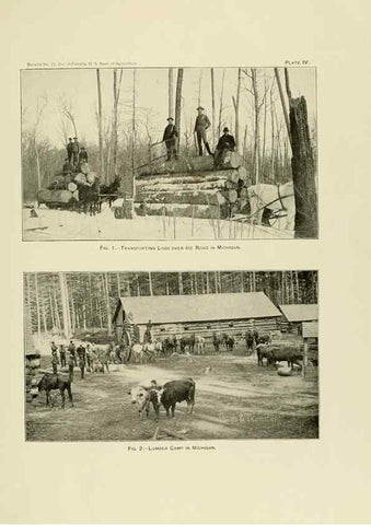 Reproducción/Reproduction 48716802512: The timber pines of the southern United States,. Washington,Govt. Print. Off.,1896.. 