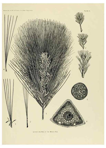 Reproducción/Reproduction 48716802907: The timber pines of the southern United States,. Washington,Govt. Print. Off.,1896.. 