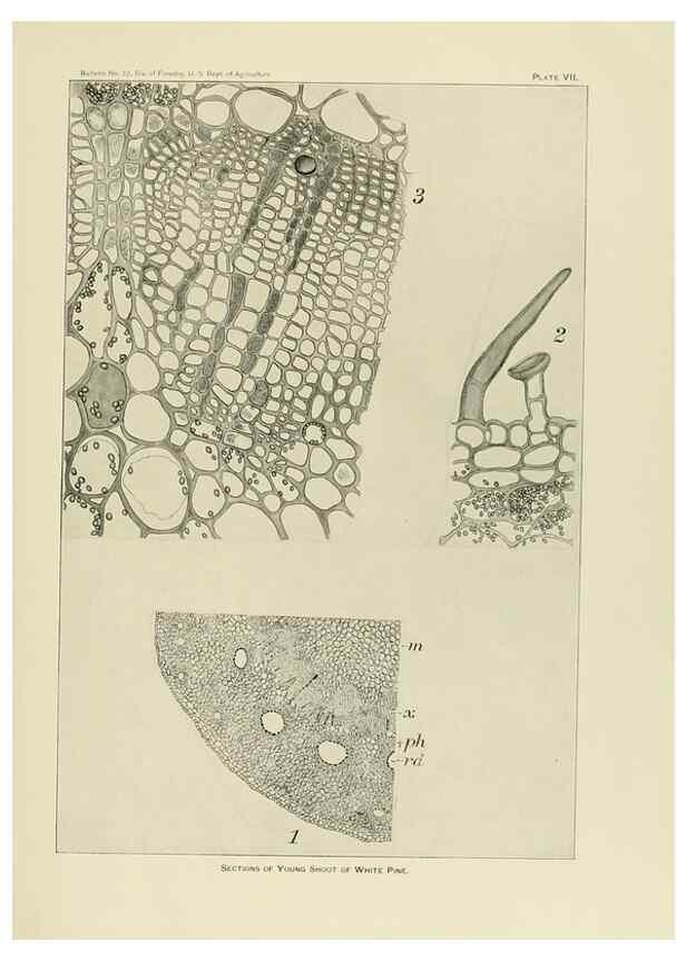 Reproducción/Reproduction 48716803637: The timber pines of the southern United States,. Washington,Govt. Print. Off.,1896.. 