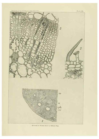 Reproducción/Reproduction 48716803637: The timber pines of the southern United States,. Washington,Govt. Print. Off.,1896.. 