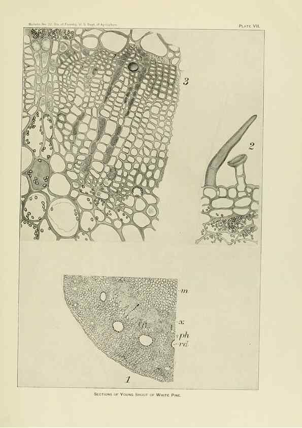 Reproducción/Reproduction 48716803637: The timber pines of the southern United States,. Washington,Govt. Print. Off.,1896.. 