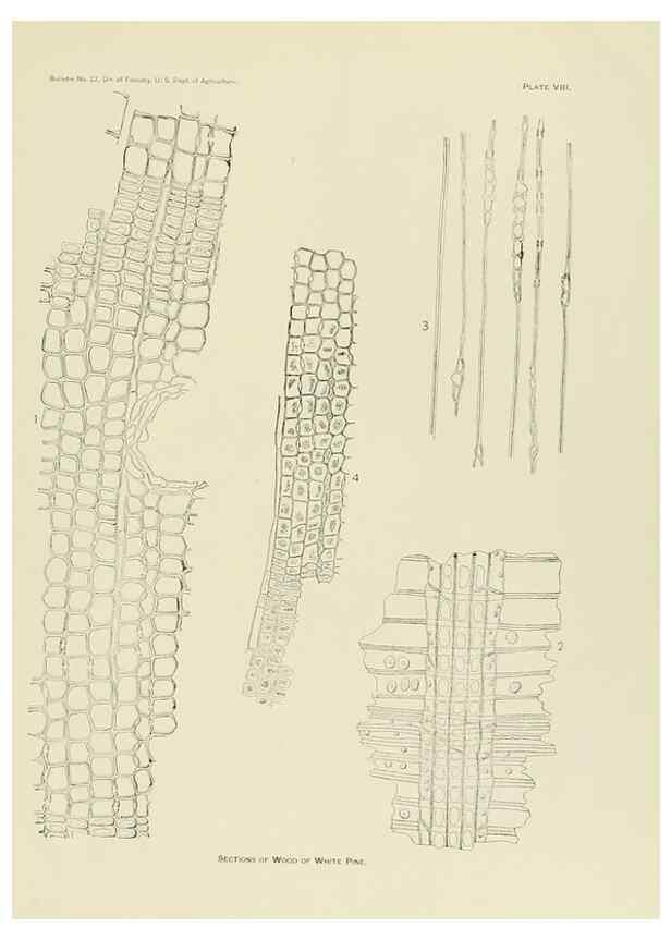 Reproducción/Reproduction 48716631761: The timber pines of the southern United States,. Washington,Govt. Print. Off.,1896.. 