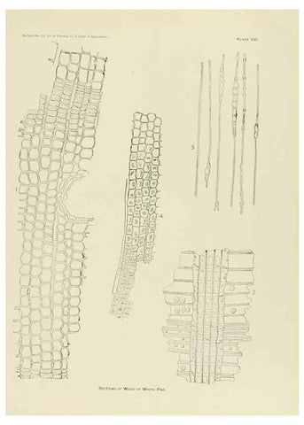 Reproducción/Reproduction 48716631761: The timber pines of the southern United States,. Washington,Govt. Print. Off.,1896.. 