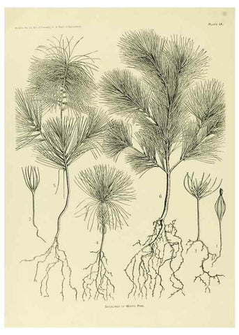 Reproducción/Reproduction 48716804307: The timber pines of the southern United States,. Washington,Govt. Print. Off.,1896.. 