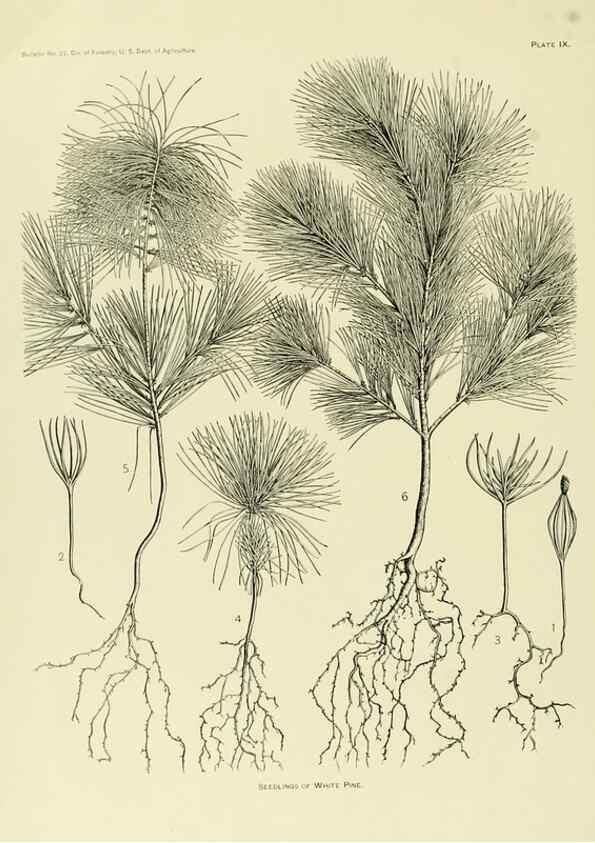 Reproducción/Reproduction 48716804307: The timber pines of the southern United States,. Washington,Govt. Print. Off.,1896.. 