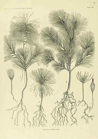 Reproducción/Reproduction 48716804307: The timber pines of the southern United States,. Washington,Govt. Print. Off.,1896.. 