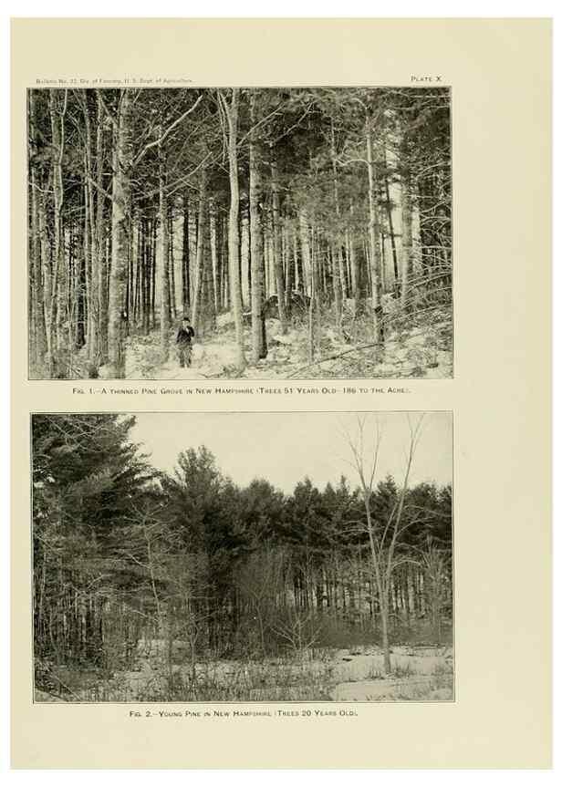 Reproducción/Reproduction 48716301533: The timber pines of the southern United States,. Washington,Govt. Print. Off.,1896.. 