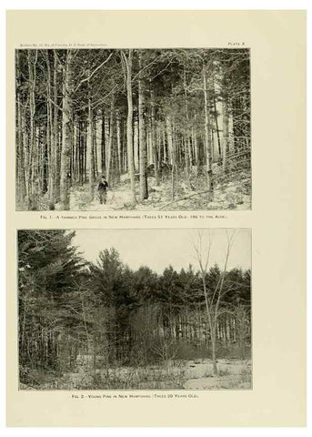 Reproducción/Reproduction 48716301533: The timber pines of the southern United States,. Washington,Govt. Print. Off.,1896.. 