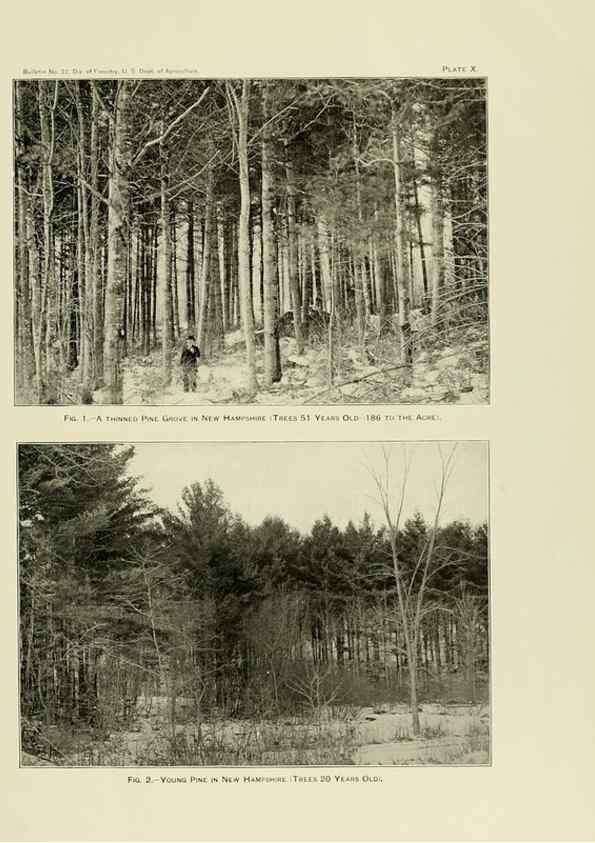 Reproducción/Reproduction 48716301533: The timber pines of the southern United States,. Washington,Govt. Print. Off.,1896.. 