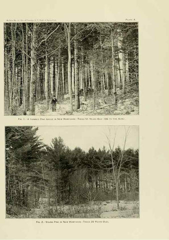 Reproducción/Reproduction 48716301533: The timber pines of the southern United States,. Washington,Govt. Print. Off.,1896.. 