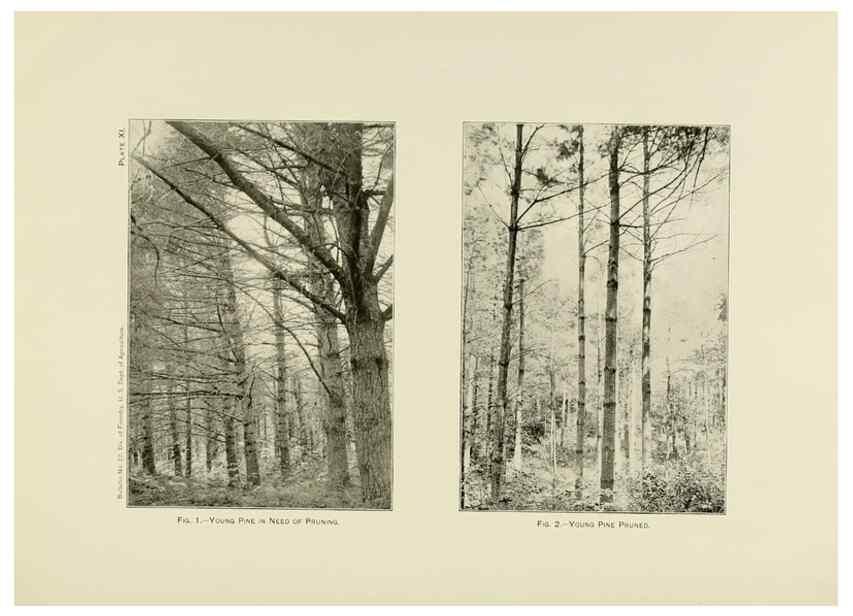 Reproducción/Reproduction 48716632786: The timber pines of the southern United States,. Washington,Govt. Print. Off.,1896.. 