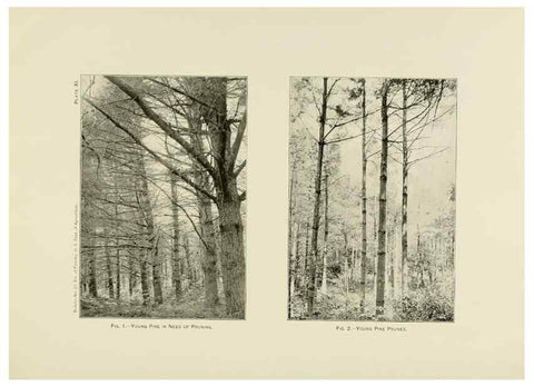 Reproducción/Reproduction 48716632786: The timber pines of the southern United States,. Washington,Govt. Print. Off.,1896.. 