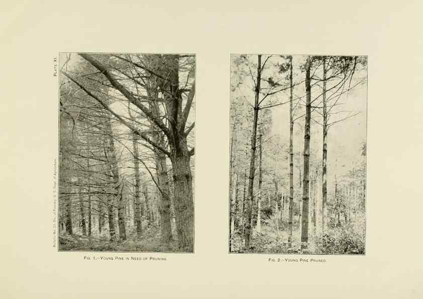Reproducción/Reproduction 48716632786: The timber pines of the southern United States,. Washington,Govt. Print. Off.,1896.. 