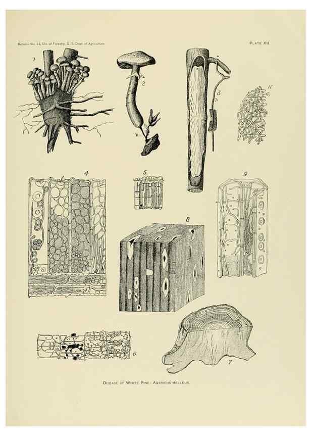 Reproducción/Reproduction 48716805247: The timber pines of the southern United States,. Washington,Govt. Print. Off.,1896.. 
