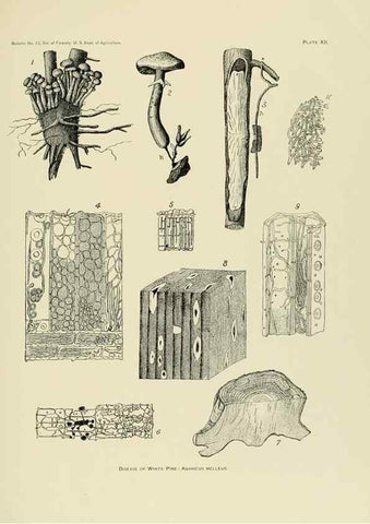 Reproducción/Reproduction 48716805247: The timber pines of the southern United States,. Washington,Govt. Print. Off.,1896.. 