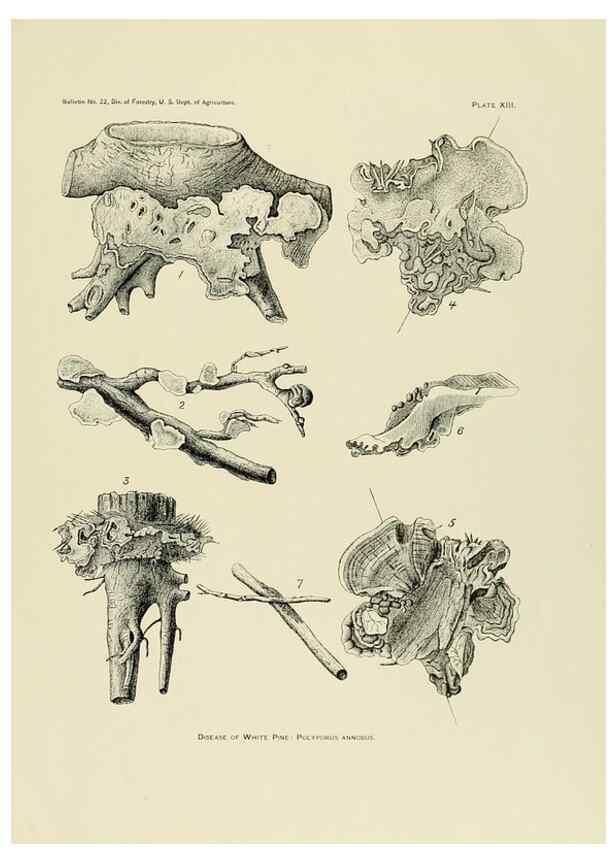 Reproducción/Reproduction 48716805637: The timber pines of the southern United States,. Washington,Govt. Print. Off.,1896.. 