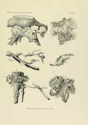 Reproducción/Reproduction 48716805637: The timber pines of the southern United States,. Washington,Govt. Print. Off.,1896.. 