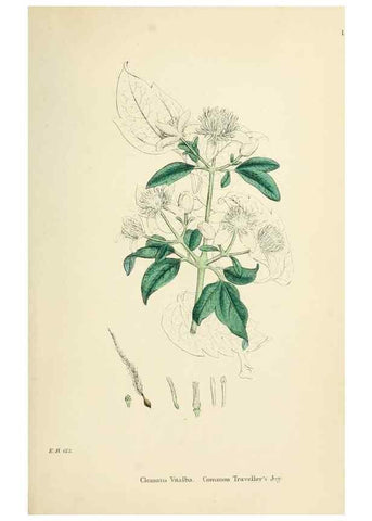 Reproducción/Reproduction 48717303102: English botany, or, Coloured figures of British plants /. London :R. Hardwicke,1863-1886.. 