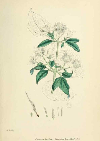 Reproducción/Reproduction 48717303102: English botany, or, Coloured figures of British plants /. London :R. Hardwicke,1863-1886.. 