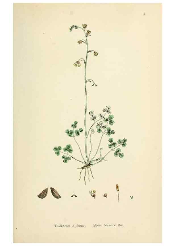 Reproducción/Reproduction 48717133381: English botany, or, Coloured figures of British plants /. London :R. Hardwicke,1863-1886.. 
