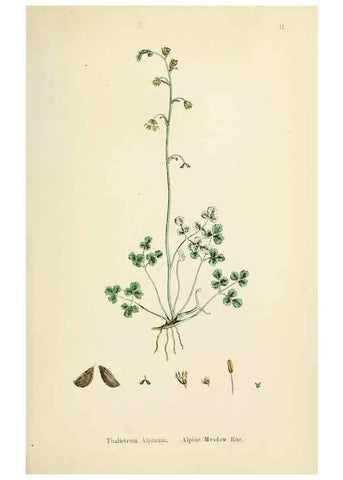 Reproducción/Reproduction 48717133381: English botany, or, Coloured figures of British plants /. London :R. Hardwicke,1863-1886.. 