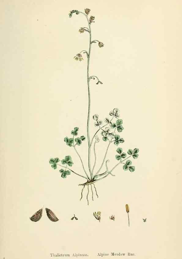 Reproducción/Reproduction 48717133381: English botany, or, Coloured figures of British plants /. London :R. Hardwicke,1863-1886.. 