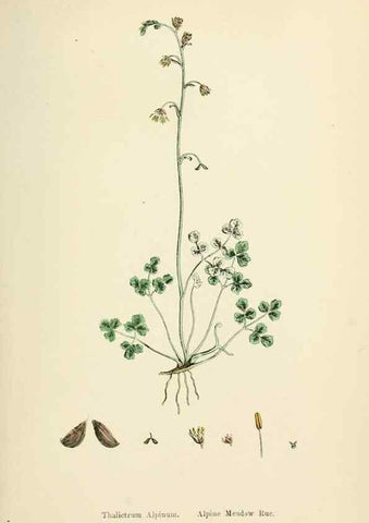Reproducción/Reproduction 48717133381: English botany, or, Coloured figures of British plants /. London :R. Hardwicke,1863-1886.. 