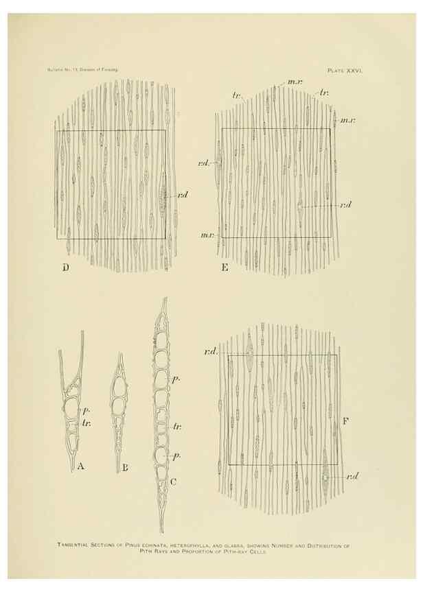 Reproducción/Reproduction 48716297668: The timber pines of the southern United States,. Washington,Govt. Print. Off.,1896.. 