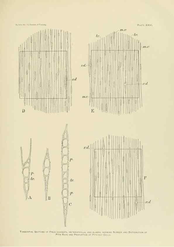 Reproducción/Reproduction 48716297668: The timber pines of the southern United States,. Washington,Govt. Print. Off.,1896.. 
