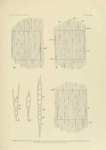 Reproducción/Reproduction 48716297668: The timber pines of the southern United States,. Washington,Govt. Print. Off.,1896.. 