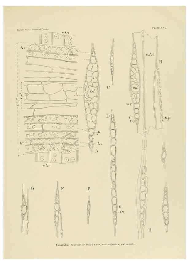 Reproducción/Reproduction 48716297418: The timber pines of the southern United States,. Washington,Govt. Print. Off.,1896.. 