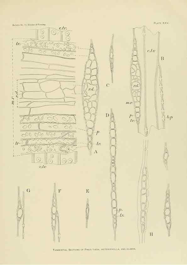 Reproducción/Reproduction 48716297418: The timber pines of the southern United States,. Washington,Govt. Print. Off.,1896.. 