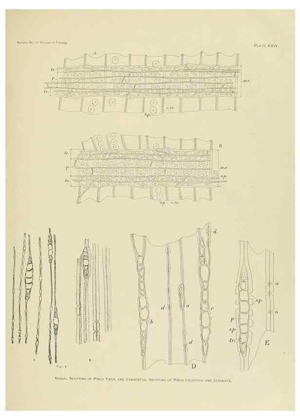 Reproducción/Reproduction 48716297063: The timber pines of the southern United States,. Washington,Govt. Print. Off.,1896.. 